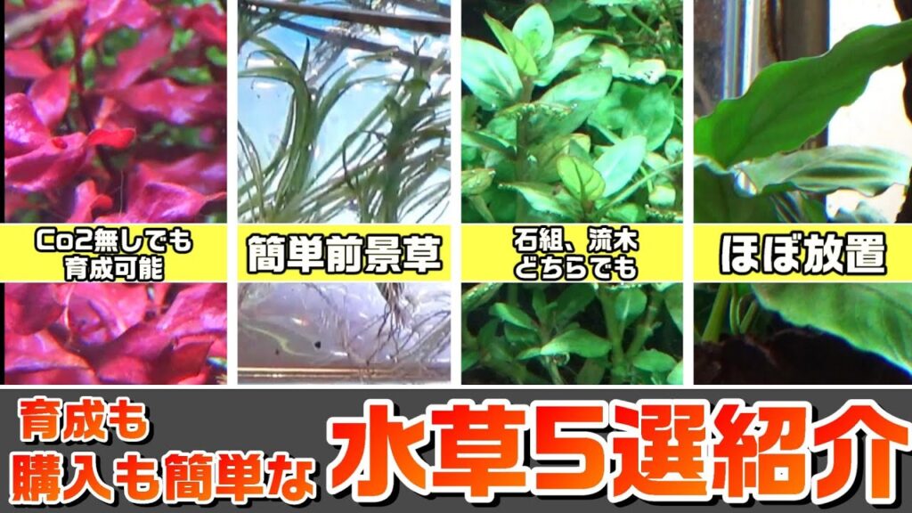 5simple-aquatic-plants-