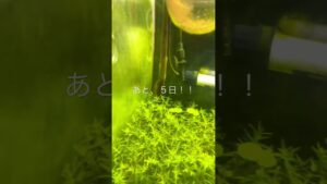 aquarium