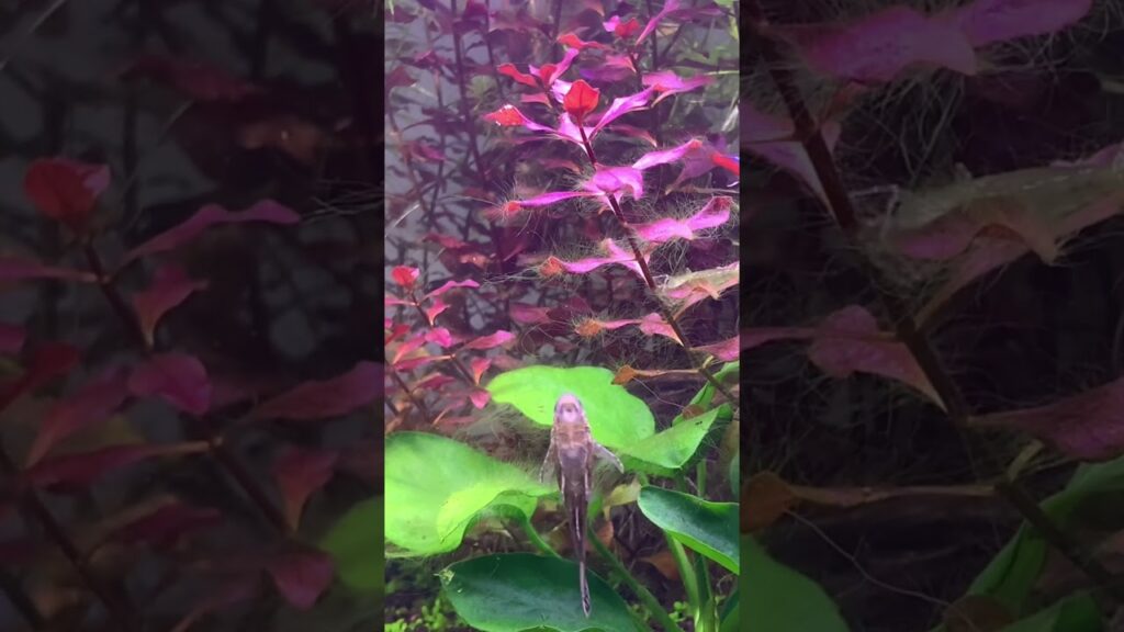 aquarium-aquariumhobby-aquariumlife-botlleaquarium-1