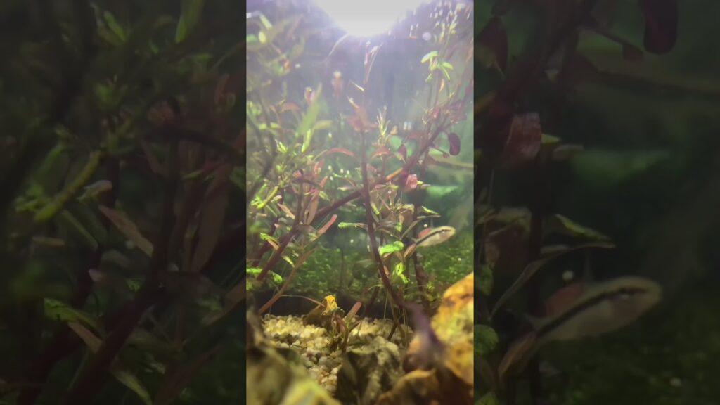 aquarium-aquariumhobby-aquariumlife-botlleaquarium