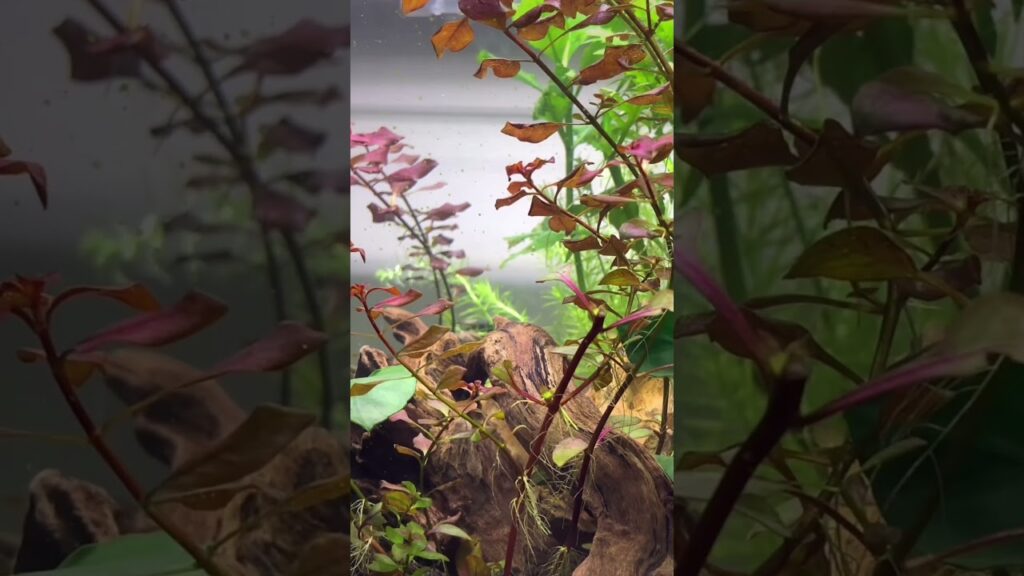 aquarium-aquariumhobby-aquariumlife-botlleaquarium-2