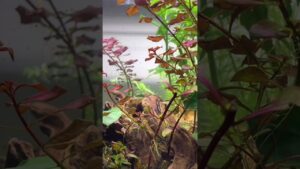aquarium-aquariumhobby-aquariumlife-botlleaquarium-2
