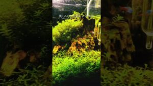 aquarium-fish-