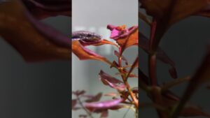 aquarium-layout-