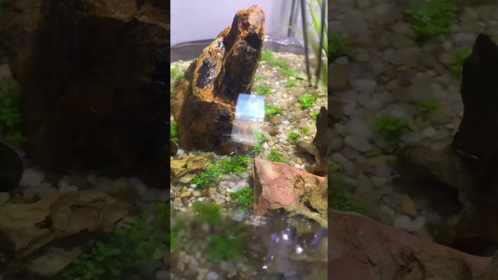 aquarium-natureaquarium-