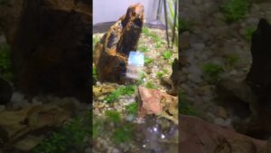 aquarium-natureaquarium-