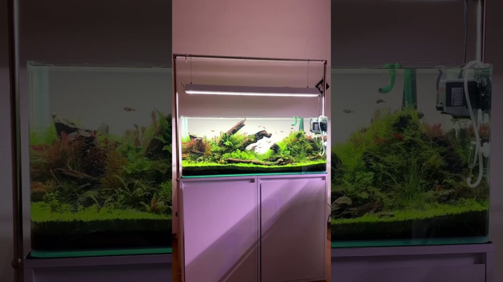 aquascape