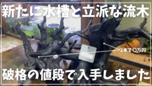 natureaquarium