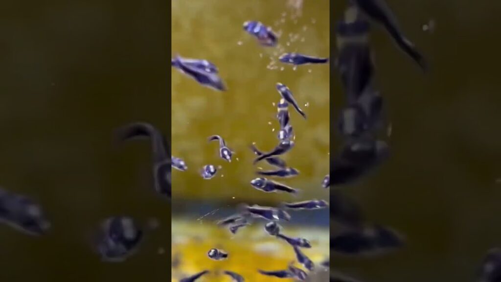 5-