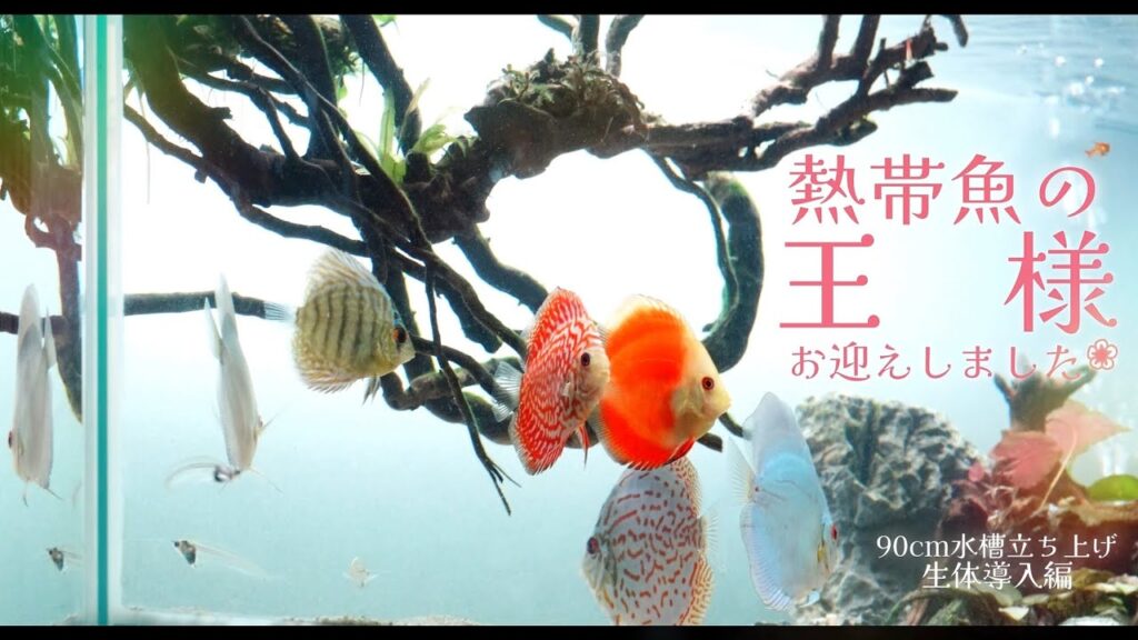 90cm-Aquarium.