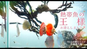 90cm-Aquarium.