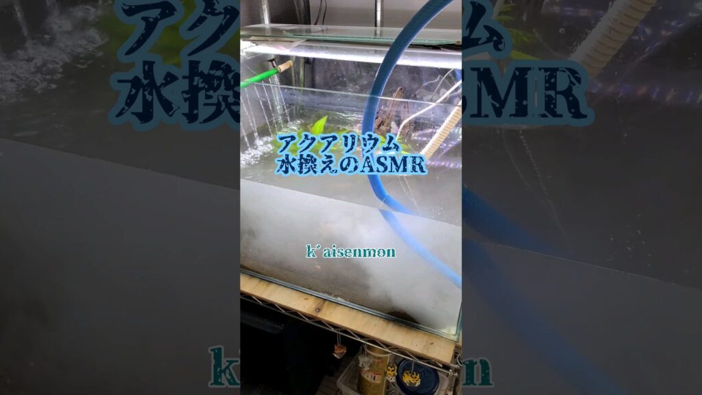 ASMR-tropicalfish-asmr