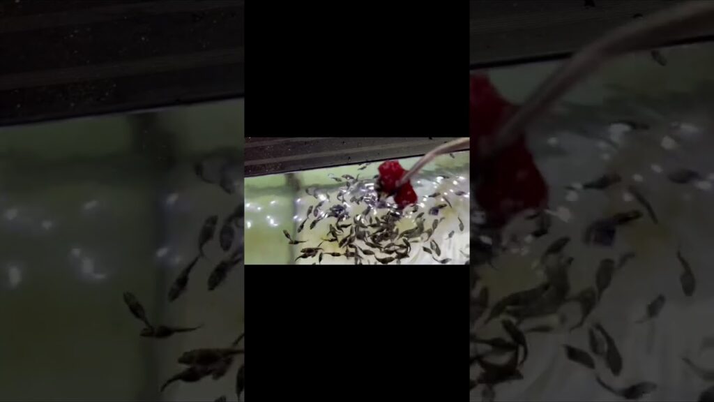 apuarium-