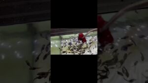 apuarium-