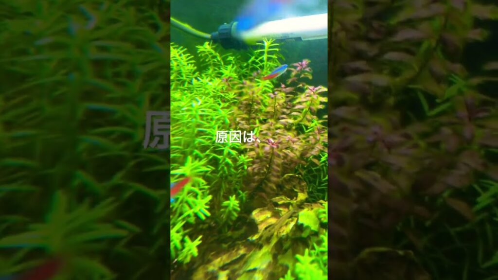 aquarium-