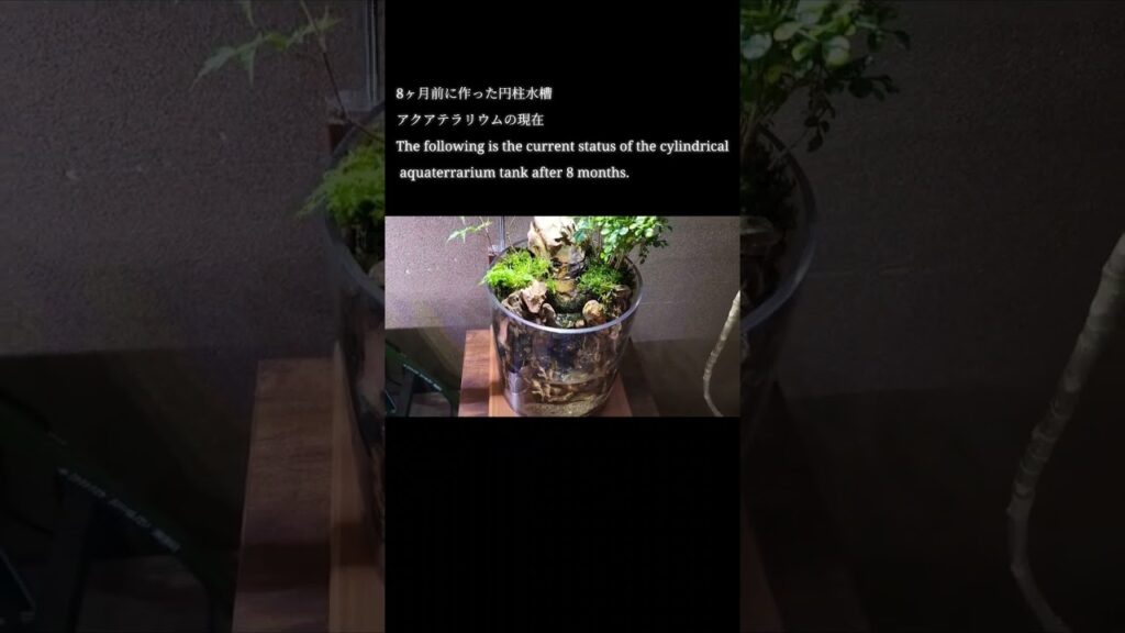 aquarium-aquaterrarium-terrarium-aquascape-moss