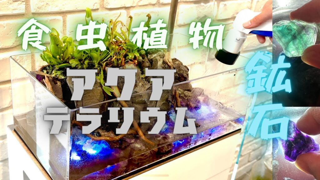 carnivorous-aquarium-terrarium-amethyst-tank-set-up