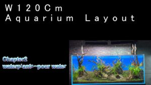 waterplantpour-water