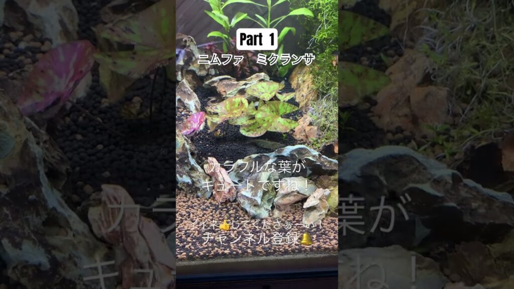 Part1-aquarium-