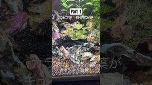Part1-aquarium-