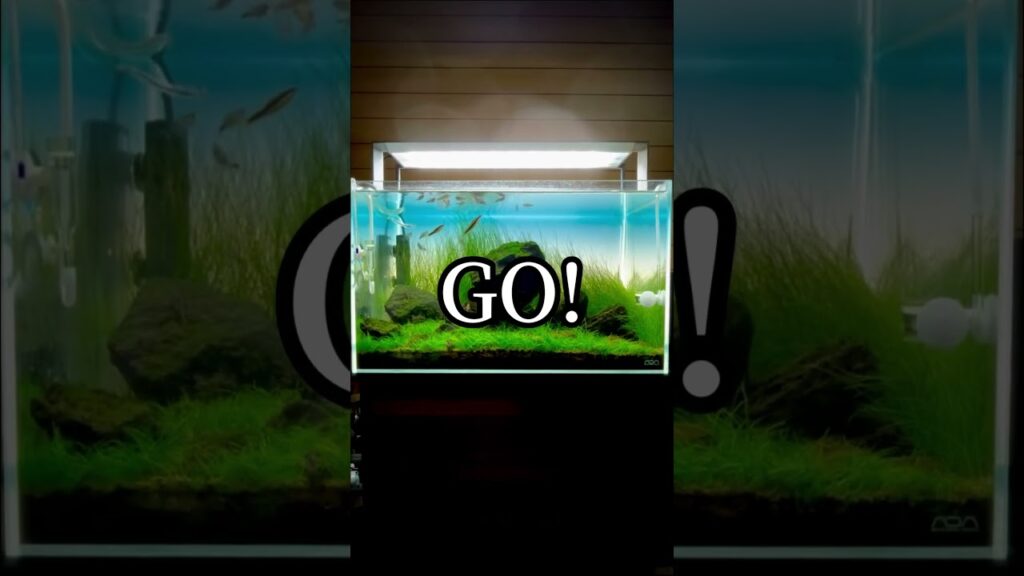 ada-aquaticplants-natureaquarium-waterplants-