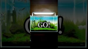 ada-aquaticplants-natureaquarium-waterplants-