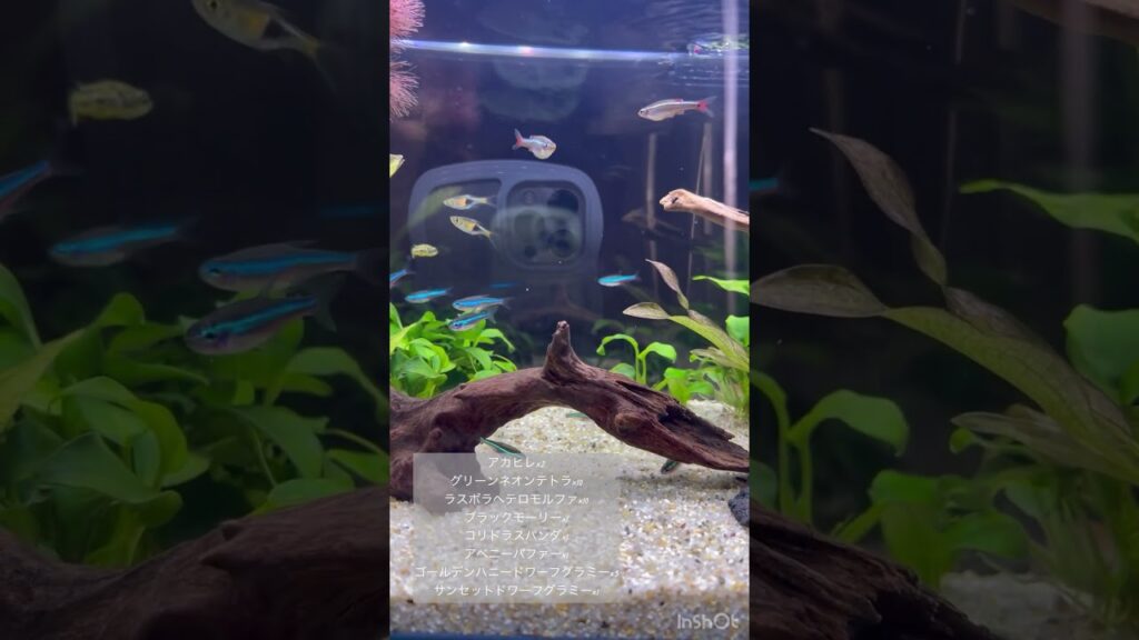aquarium-1-1