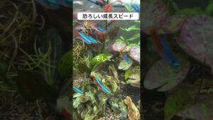 aquarium-1-2
