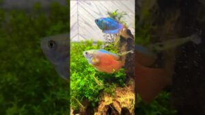 aquarium-1-4