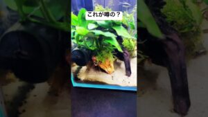 aquarium-1-7