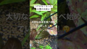 aquarium-1-8