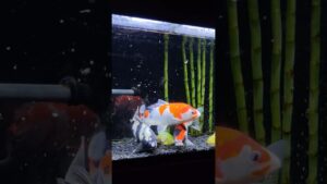 nishikigoi-