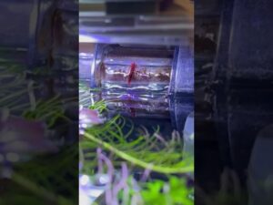 shorts-aquarium-