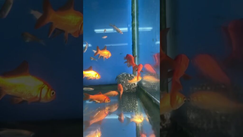 shorts-aquarium-please-cute-swimming-