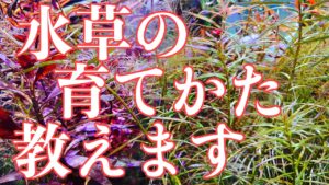 unnamed-file-30