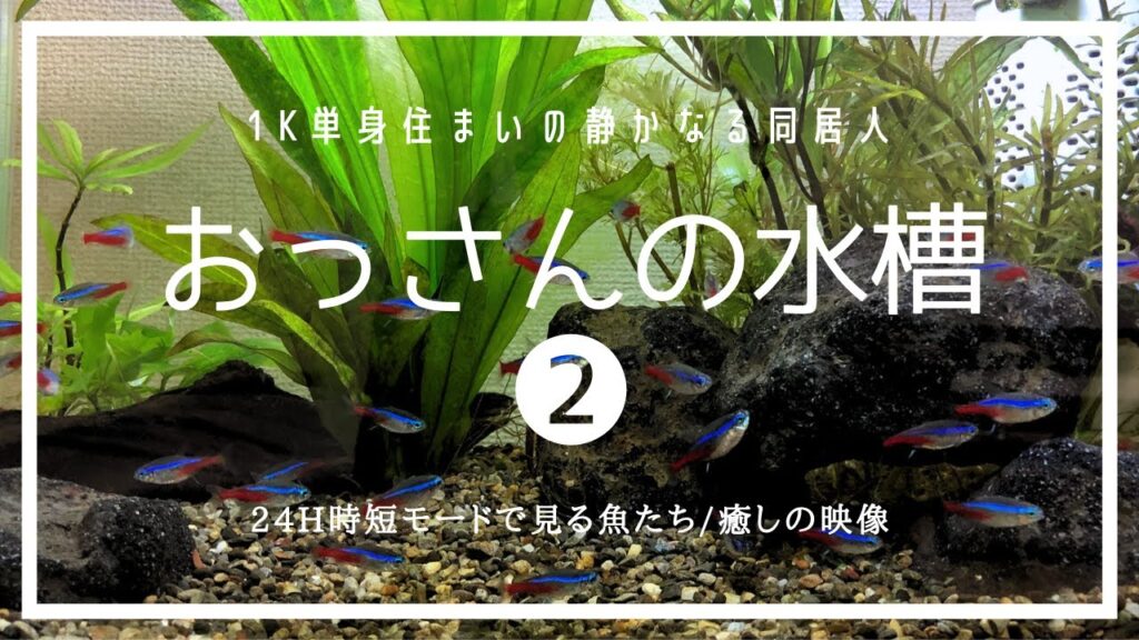 1K-aquarist-