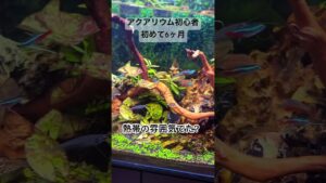 6-aquarium-