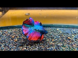 Home-aquarium-Aquarium-beginners-to-pet-shops