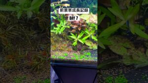 aquarium-