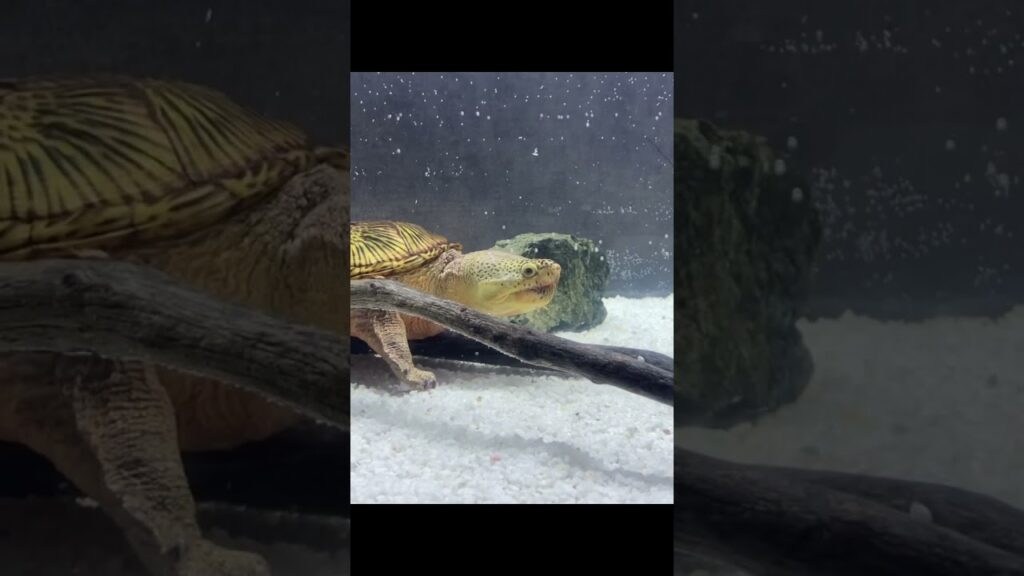 claudiusangustatus-narrowbridgedmuskturtle-turtle-