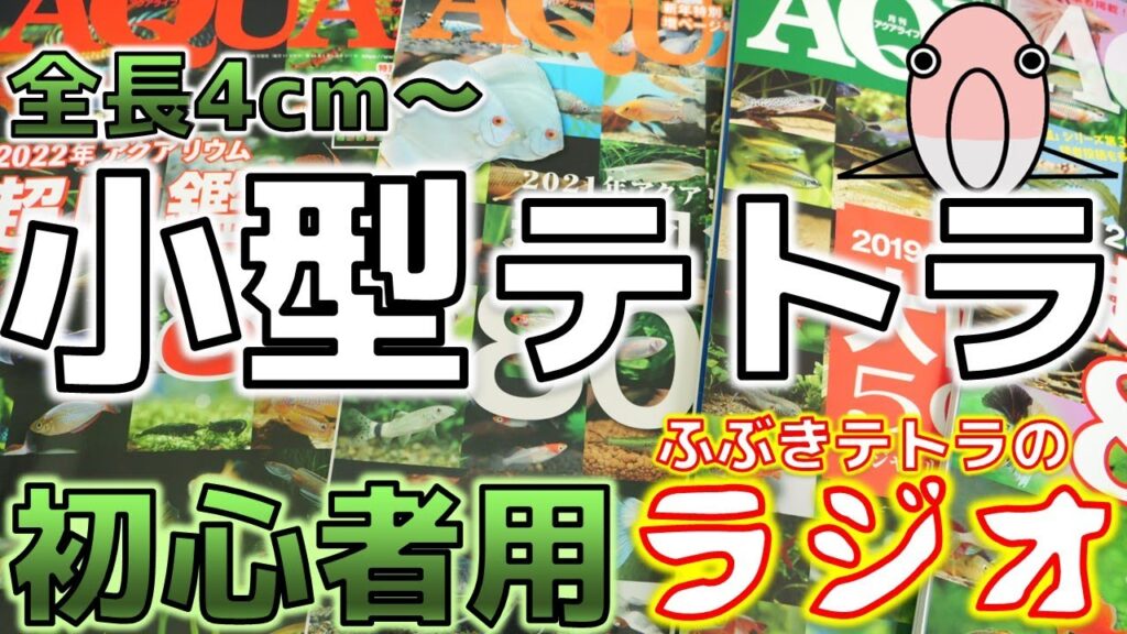 【熱帯魚】アクア歴0日～初心者にオススメな小型テトラを全部解説してみた！(ラジオ)【ふぶきテトラ】
