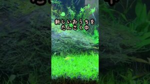 AquaLoach-shorts