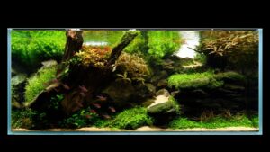 IAPLC2023-1205050cm-