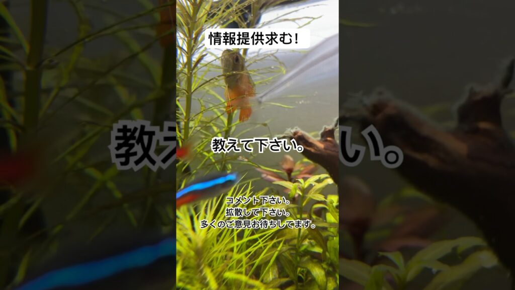 aquarium-1-1