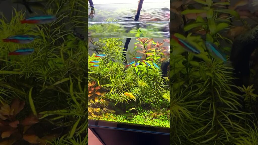 aquarium-1-2