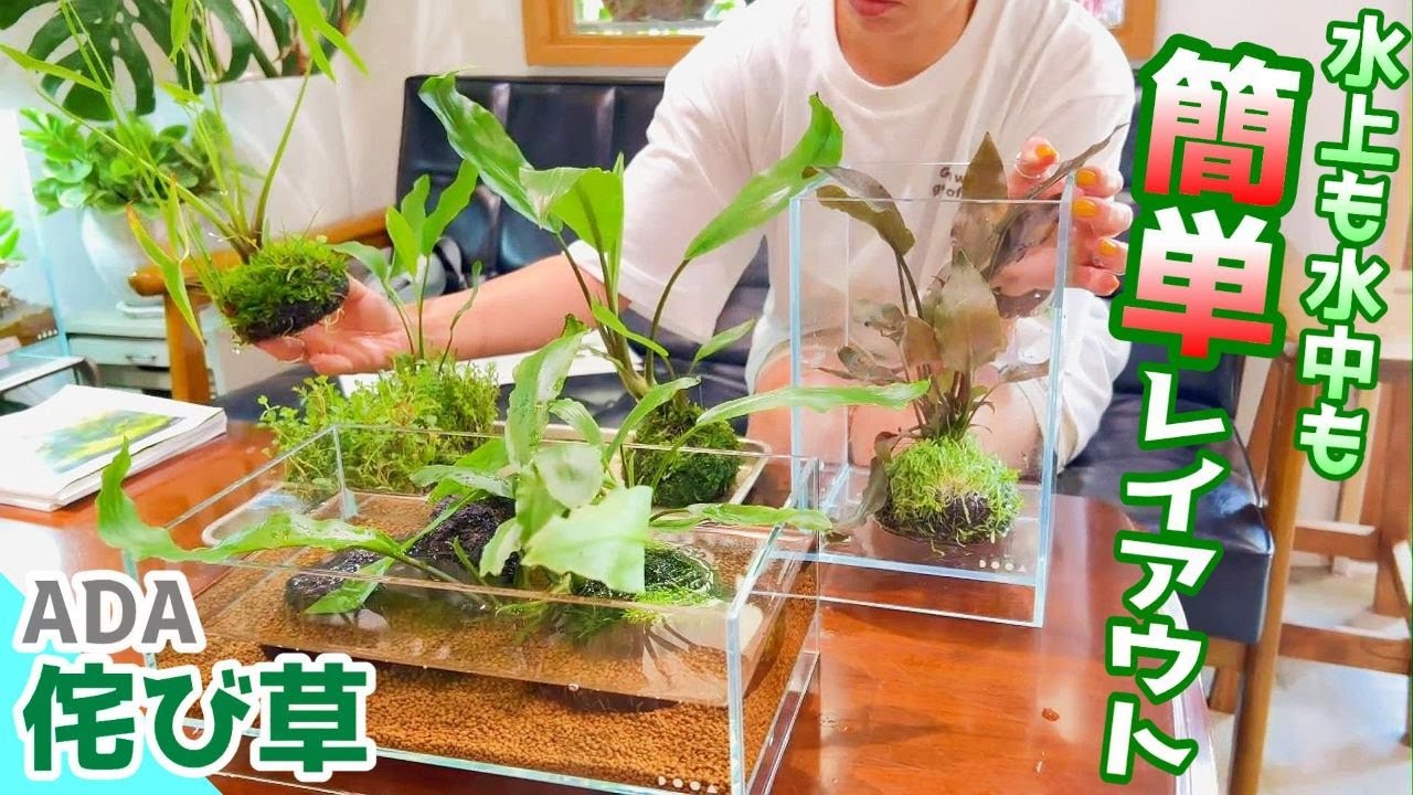 【アクアリウム】初心者でも簡単にレイアウトが決まる！ADA侘び草のススメ（水中に沈めても水上管理もどちらでも簡単！ビオトープや水槽に激推しデス ...