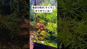 aquarium-