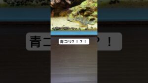 aquarium-1-2