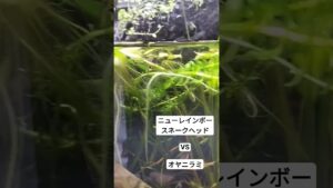 plants-