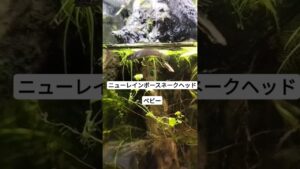 plants-1